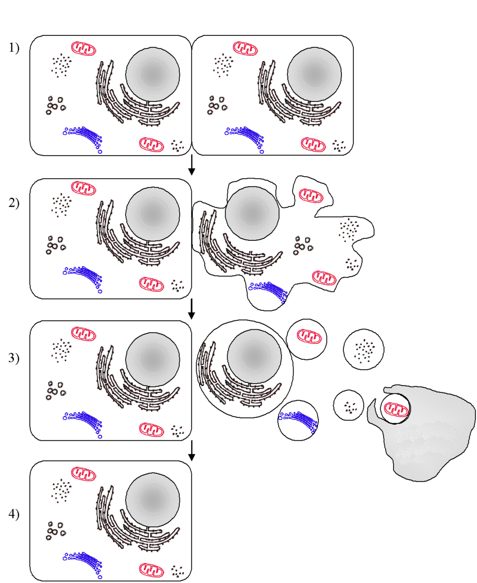 Apoptosis