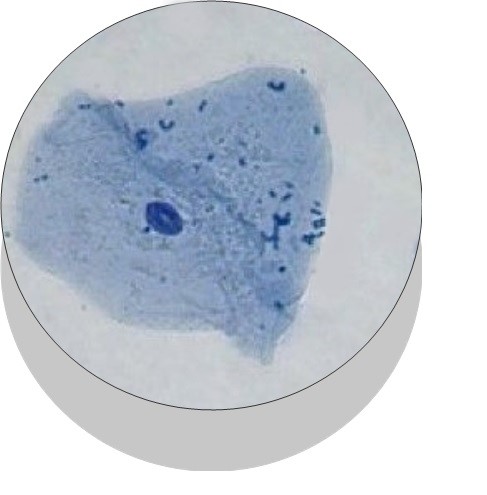 Célula eucariota animal observada al microscopio
