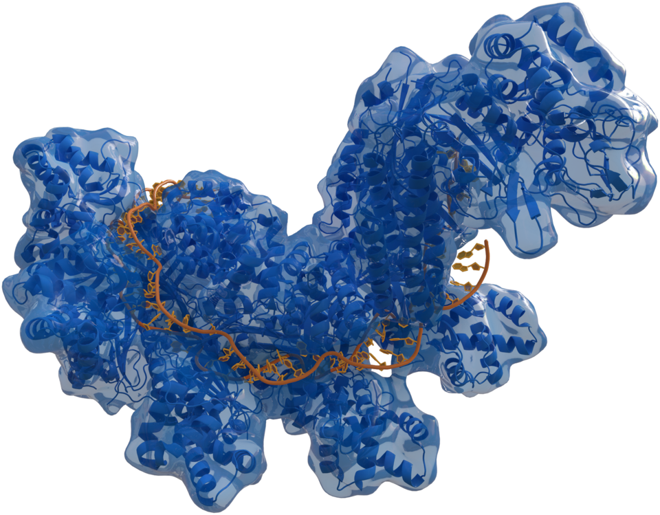 Esquema de Cas9 y variantes de edición