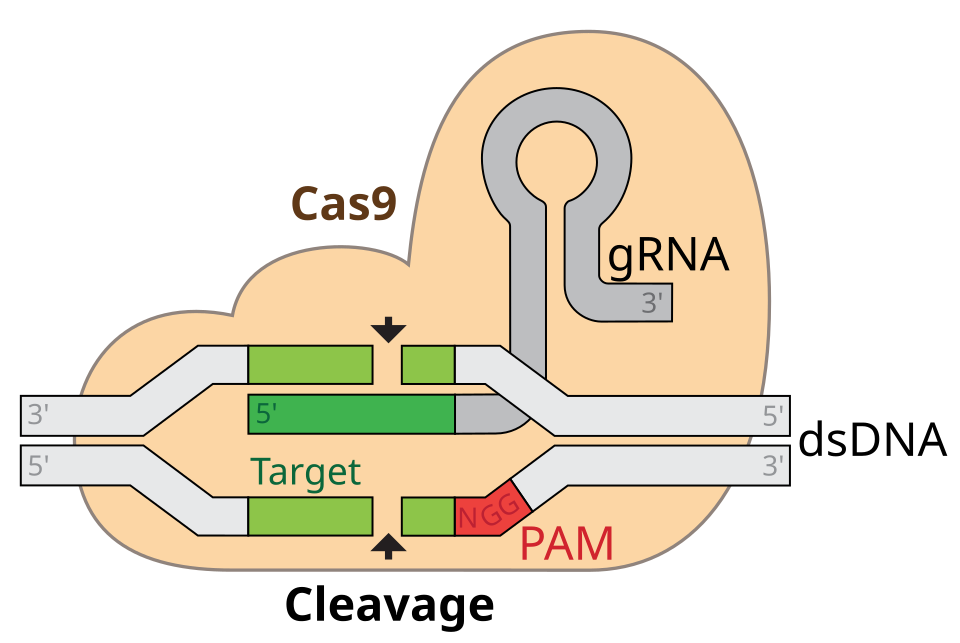 Esquema de GRNA-Cas9