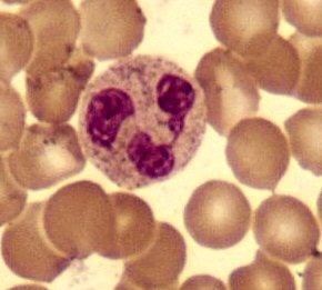Imagen ilustrativa: Biología celular contemporánea: investigación, técnicas y avances en castellano