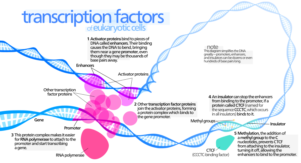 Factor de transcripción